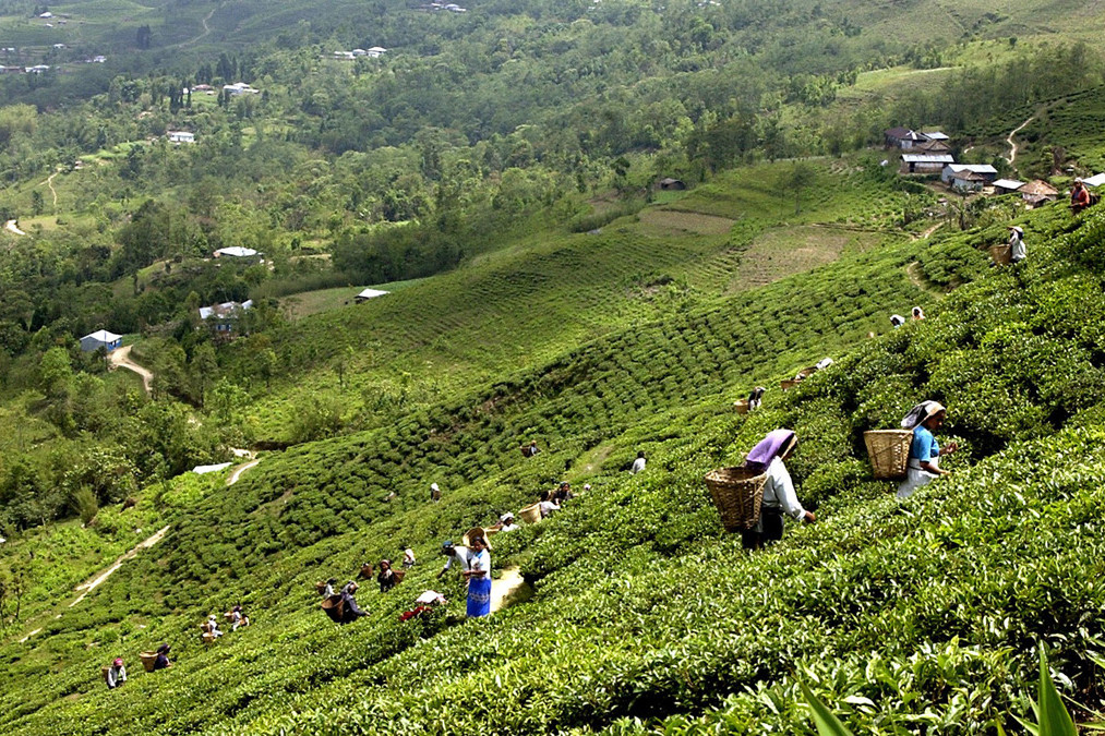 tea bagan.jpeg